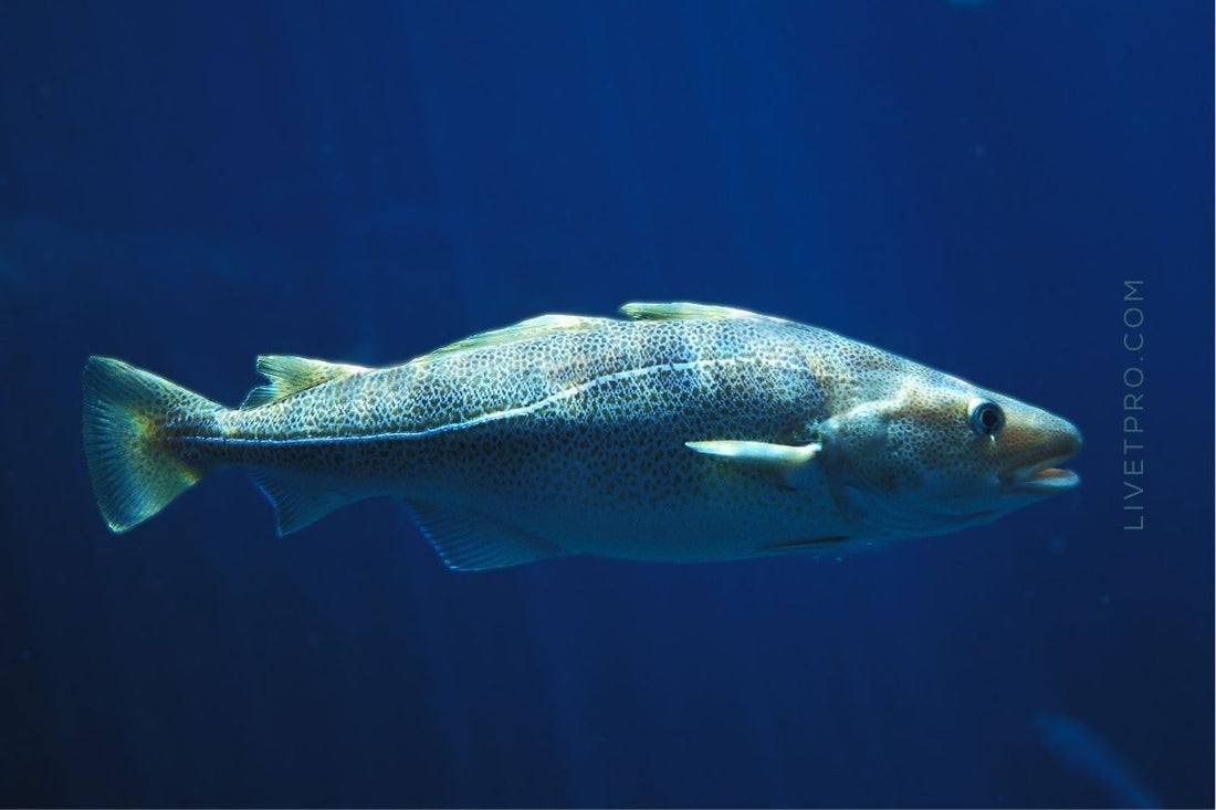 Bacalao del Atlántico Norte - Noruega - Fuente de colágeno marino hidrolizado LIVET
