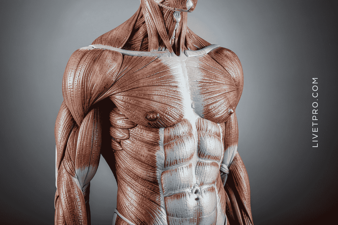 Ilustración anatómica del cuerpo humano mostrando músculos y tejidos conectivos relacionados con el colágeno.